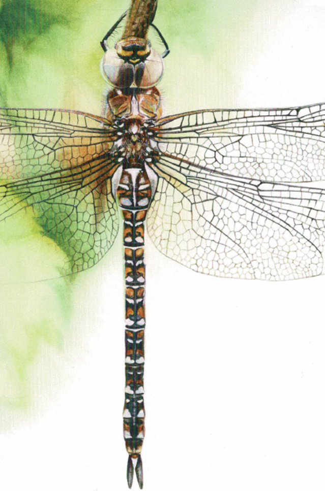 Migrant Hawker Greeting Card