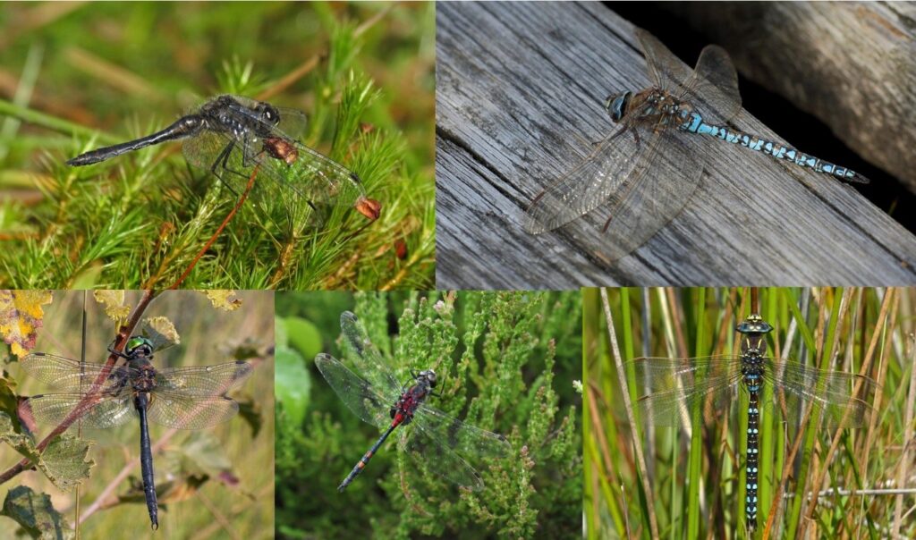 Importance of Bog Pool Dragonflies Highlighted to Scottish Ministers