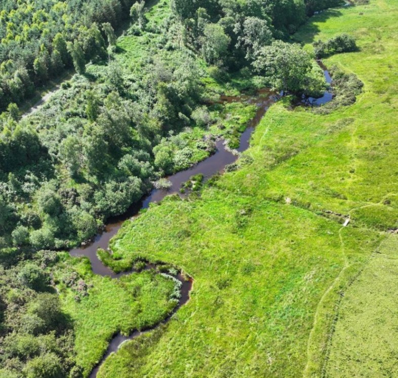 Can Dragonflies Benefit from the Introduction of Beavers?