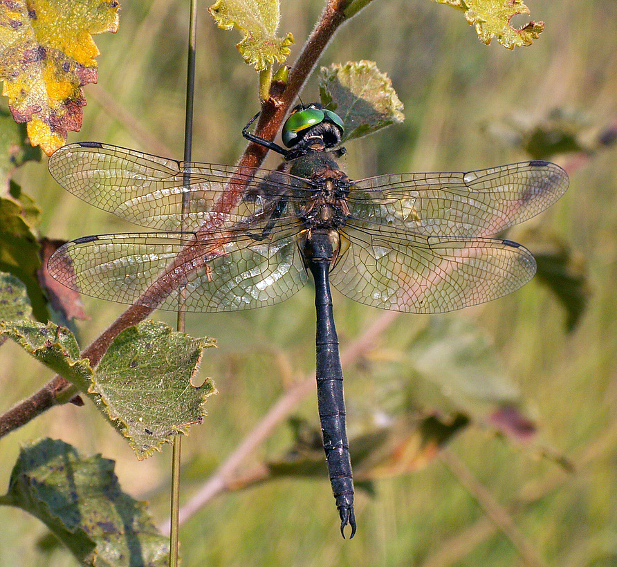 Hundreds of Bog Pools Restored for Rare Dragonflies